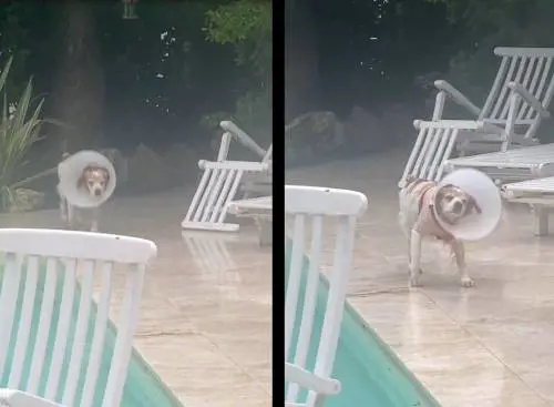 "Sono svenuta due volte", Alba Parietti parla dell'aggressione subita dal suo cane. Poi il disperato appello