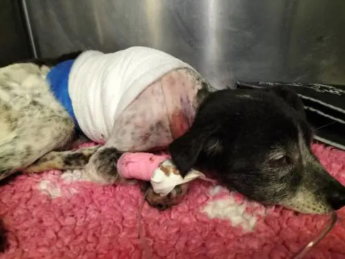 L'orrore a Napoli: Stellina è stata scuoiata viva: cosa è successo 