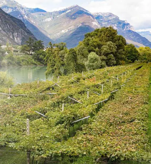 Roeno, un Riesling in stile Mosella
