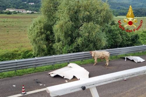 Incidente sull'A4, si ribalta un camion: bovini morti o feriti, strada chiusa e traffico bloccato