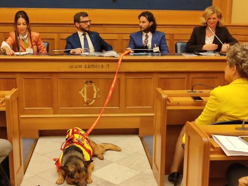Marley, il cane cieco diventato supereroe della Protezione civile
