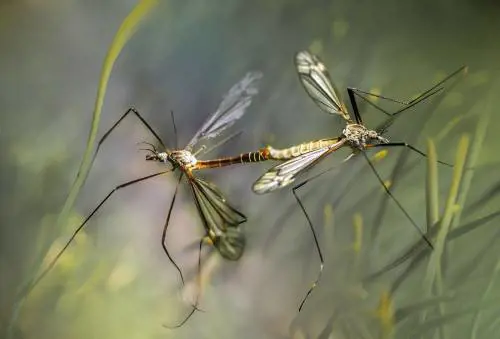 Febbre Oropouche, segnalato in Veneto il primo caso in Europa. Di cosa si tratta
