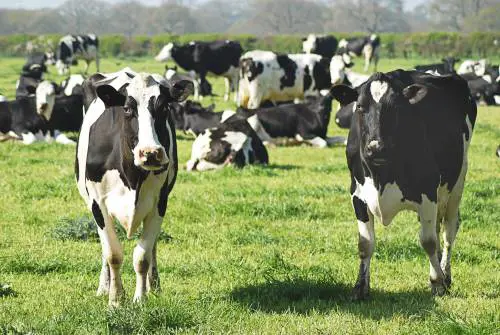 Per l'ambiente tassano anche le flatulenze