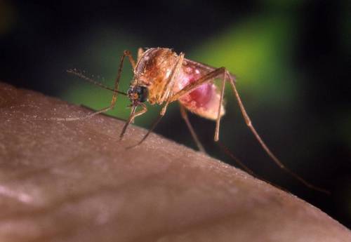 West Nile, casi in aumento: sintomi e cure del nuovo virus dell'estate 2024