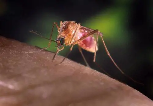 Febbre West Nile, primo caso autoctono in Italia