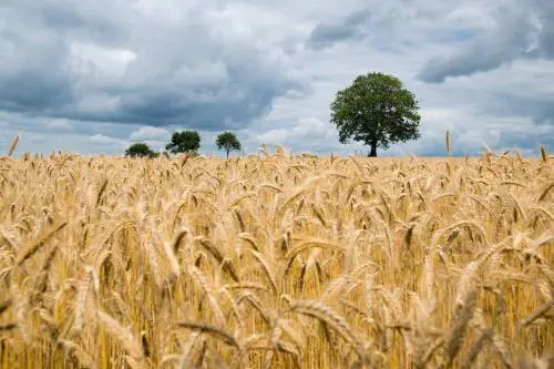 La studiosa: "Azoto, fosforo e potassio sono il sale essenziale della Terra"