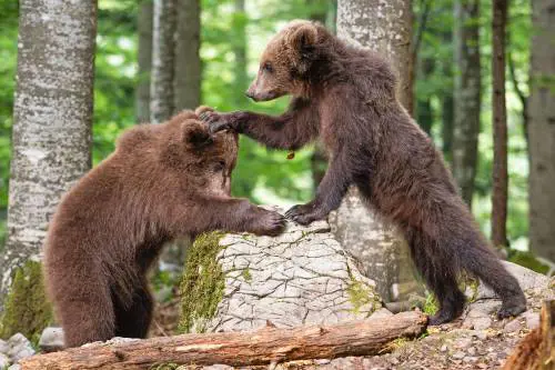 Trentino, turista attaccato da un orso a Dro: ferito agli arti
