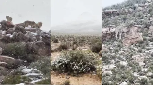 Leoni, giraffe e zebre imbiancati dalla neve: il video del "safari bianco" in Sudafrica