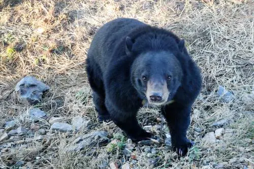 "Bata selfie con l'orso depresso", la polizia lancia l'allarme. Animali stressati