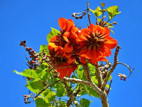 Anche le piante diventano "politicamente corrette": via i riferimenti razzisti