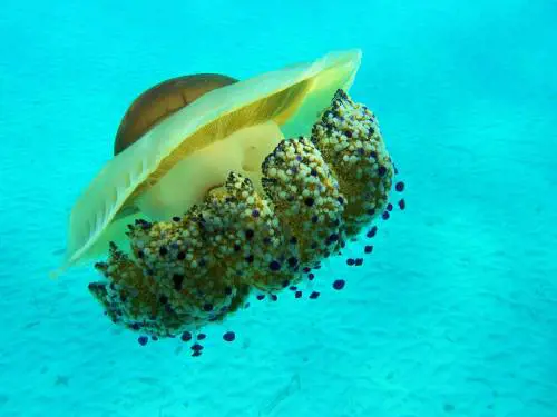 Occhio alla medusa "uovo fritto": come riconoscerla e cosa si rischia