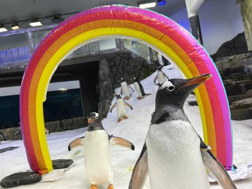 Se i diritti civili hanno un simbolo bestiale: "Addio al pinguino gay"