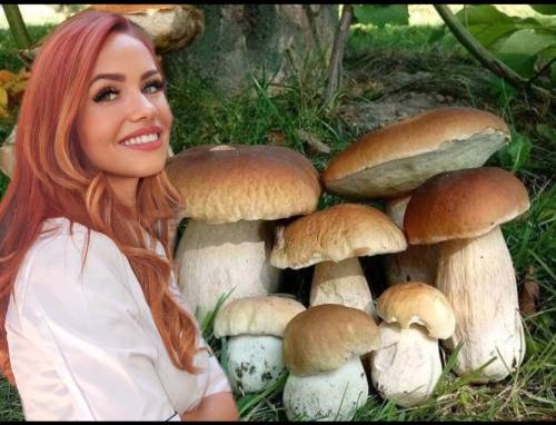 I funghi, tesoro e mistero della nostra cucina