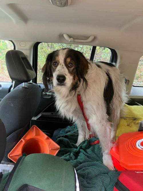 La caduta nel bosco e la frattura all'anca: 84enne salvo grazie alla cagnolina Gita