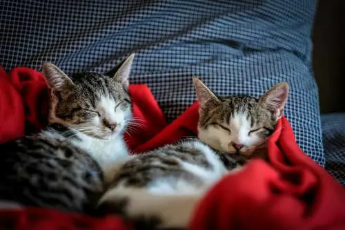 "Padroni attenti, non fate ingrassare i vostri gatti"
