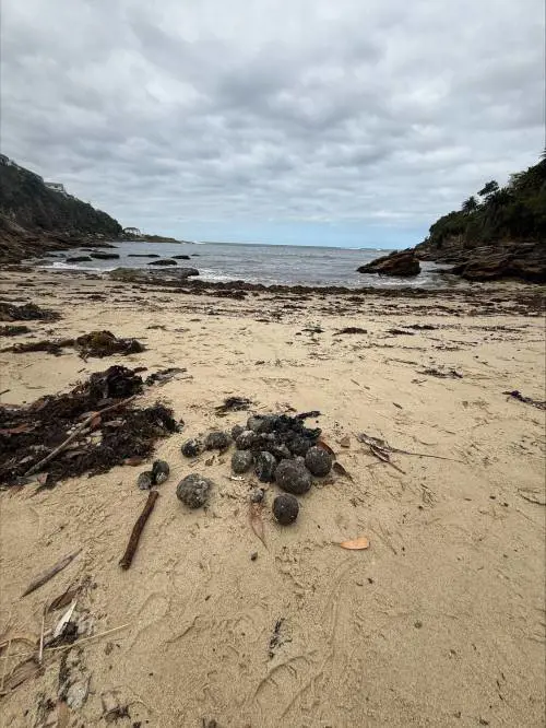 Randwick city council/Facebook