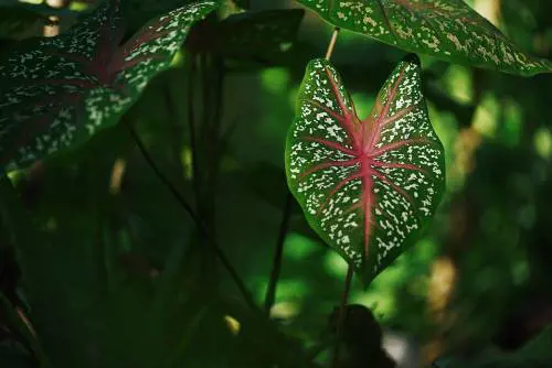 L'ultima follia woke: il vademecum inclusivo per le piante razziste