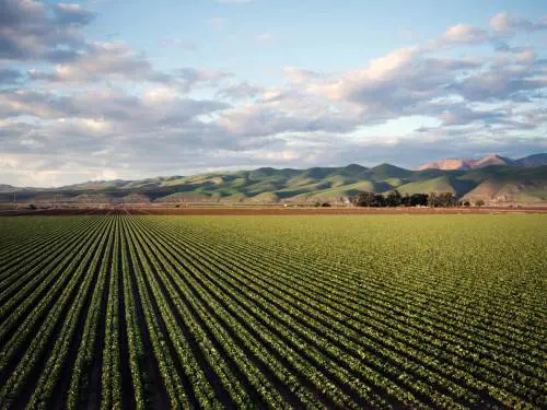 Cresce l'agricoltura in Italia: il valore aggiunto a quota 42,4 miliardi nel 2024 (+9%)