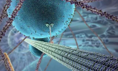 Tumore alla vescica, scoperto l'"interruttore" in una proteina. Cosa cambia