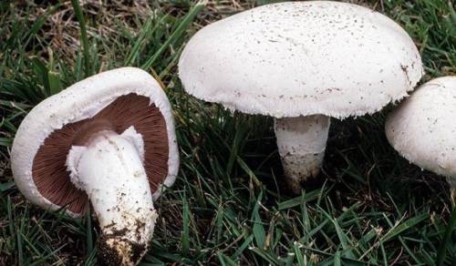 Tumore alla prostata, integratori a base di funghi rallentano la malattia?