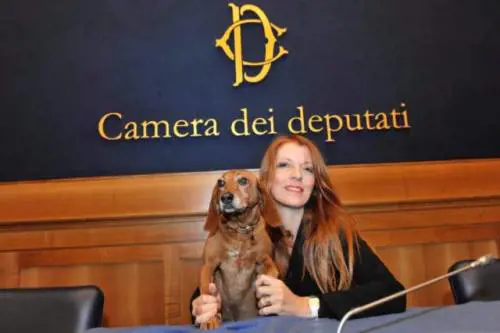 Tutela degli animali. Multe e condanne 