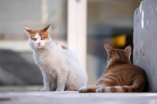 Stangata sulla lettiera per gatti, l’Iva è al 22%