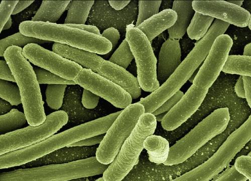 Infezioni e malattie croniche dell'intestino, la svolta del microbiota fecale