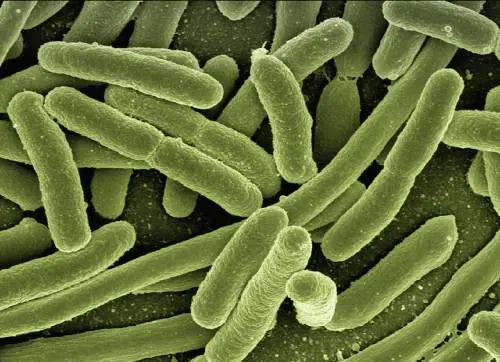 "Rischi senza precedenti". L'allarme degli scienziati sui "batteri-specchio"