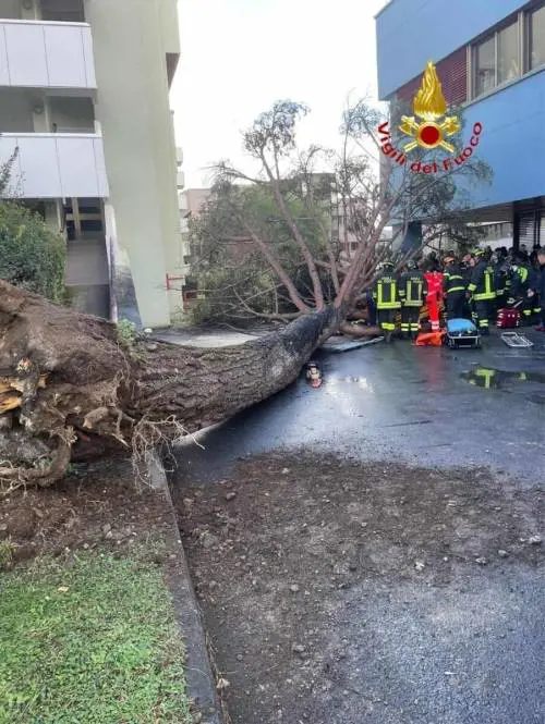 Paura al campus dell'università di Salerno, albero finisce sugli studenti: tre in codice rosso