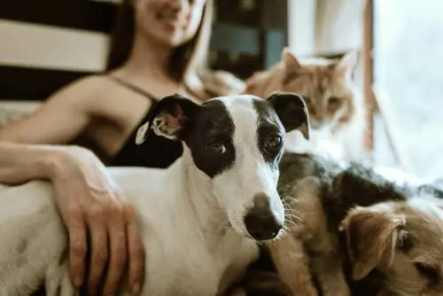 Multe per chi tiene il cane alla catena. E ora c'è il carcere per i maltrattamenti