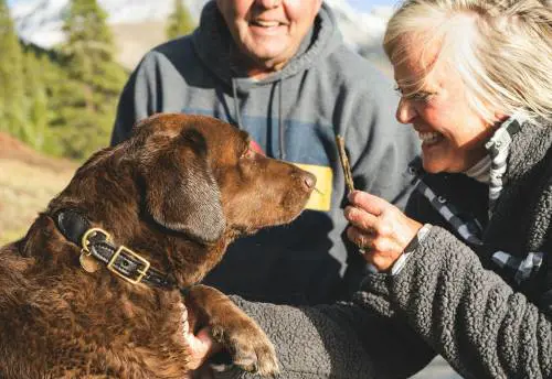 Over 65, vivere con un cane fa invecchiare più lentamente