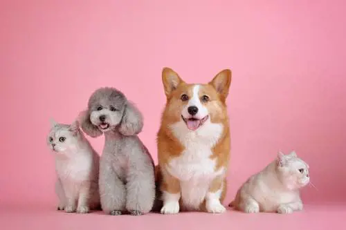 Bonus veterinario, come risparmiare sulle spese degli amici a quattro zampe 