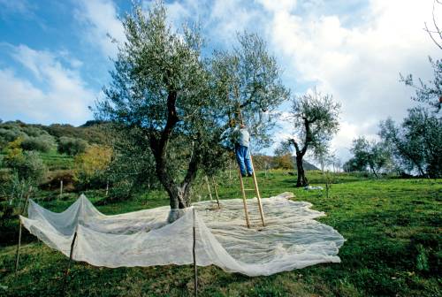 "La Liguria resta il territorio di elezione"