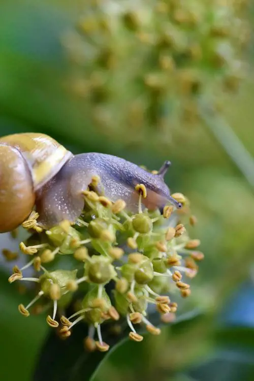 "Bruciori a gambe e braccia". In ospedale scopre parassiti nel cervello