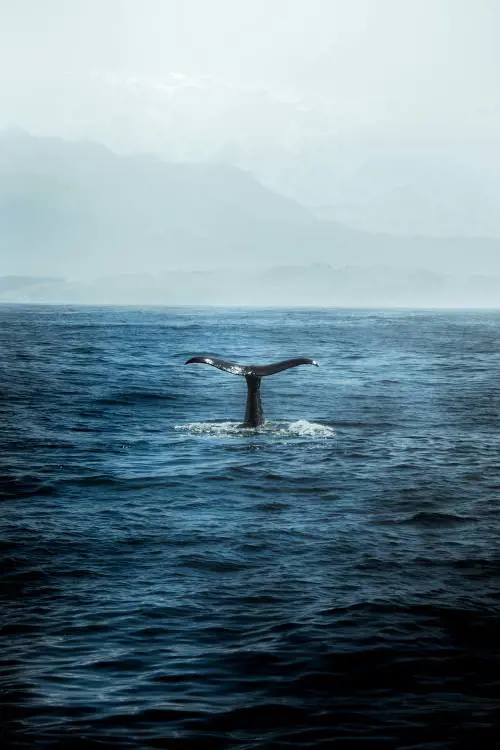 "Horcynus Orca", capolavoro di una lingua fluida ed eterna