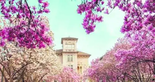 In città fioriscono le magnolie, dove vederle