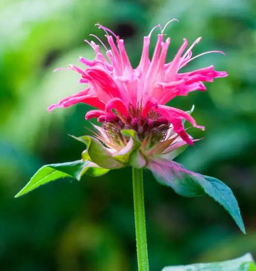 Monarda Didyma L., l'estratto rallenta l'invecchiamento biologico