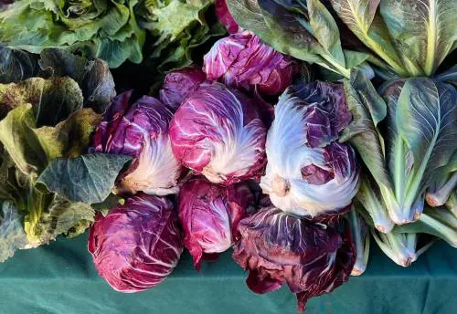  Radicchio, diuretico, depurativo e contrasta l'invecchiamento: come prepararlo