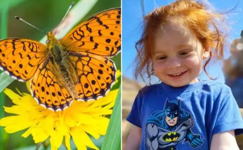 Una farfalla arancione si chiamerà Ariel in memoria del piccolo Bibas