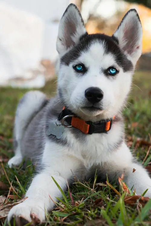 Allenatori e cani