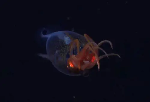 Schmidt Ocean Institute’s (Youtube)