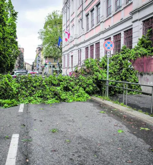 Pioggia e vento, città in allerta. Alberi sulle auto, danni e disagi