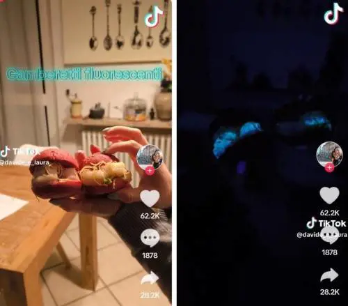 "Si illuminano al buio". La stana scoperta sui gamberetti