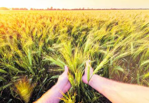 Per Barilla la Terra è la nostra casa. E il futuro del cibo parte da qui