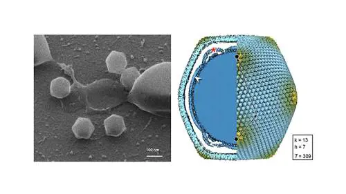 Scoperto un virus gigante mai visto prima: cos'è il Jyvaskylavirus e perché è importante