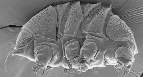 L'immagine al microscopio della Baker University mostra un tardigrado della classe Heterotardigrada, noto anche come “orso d'acqua( Associated Press Photo)