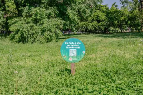 L'erba alta porta rifiuti, allergie e insetti. Ma il Comune non taglia