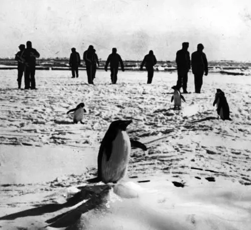 L'ultima sparata woke: "L'esplorazione dell'Antartide fu colonialismo"