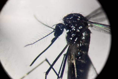 https://img.ilgcdn.com/sites/default/files/styles/md/public/foto/2025/05/02/zanzara_dengue_afp.jpeg?_=1746187202