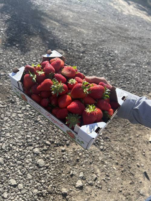 Le fragole di Parete